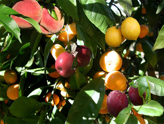 [Image: fruit-salad-tree.jpg]