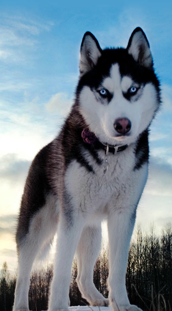 What are some interesting facts about husky dogs?