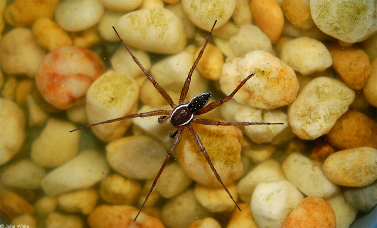 What are some interesting facts about water spiders?
