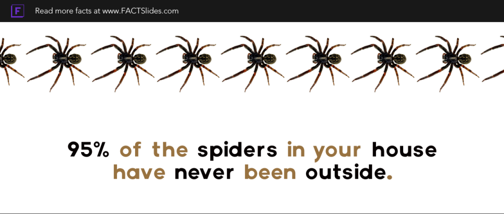8 Facts About the Misunderstood House Spider