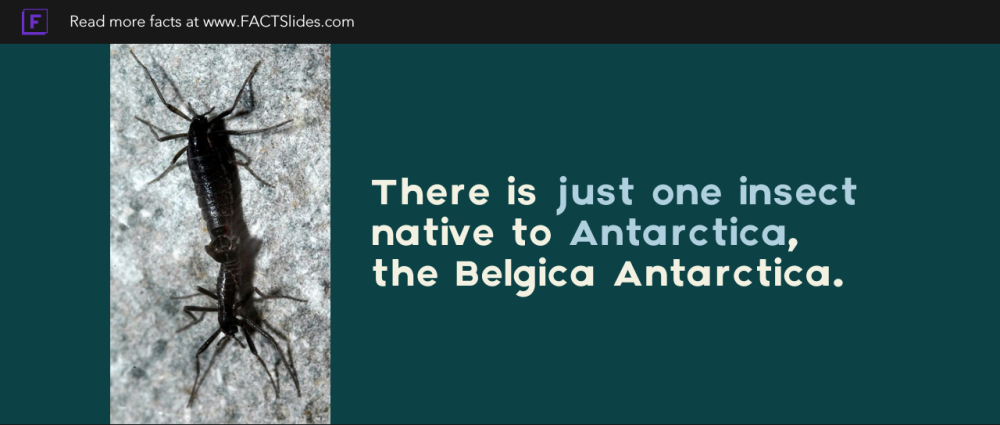 There Is Just One Insect Native To Antarctica The Belgica Antarctica Random Facts You Didn T Know Factslides