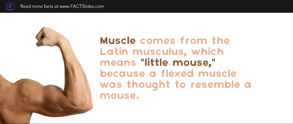 mouse in latin