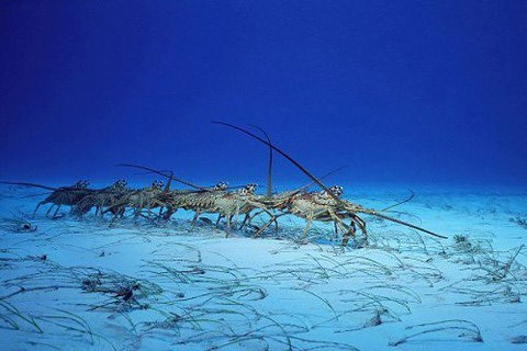 Spiny lobsters migrate in large groups forming conga-like lines on the sea  floor. Random Facts you didn't know ← FACTSlides →