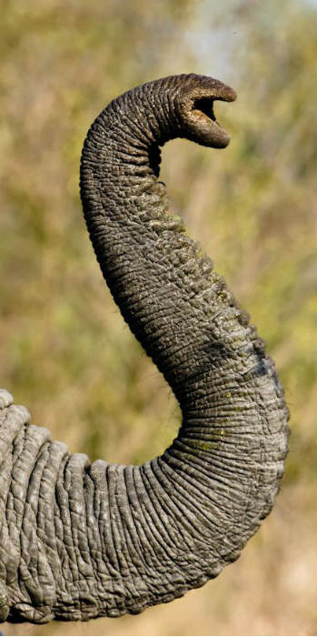 Elephant Facts: 37 Facts about Elephants ←FACTSlides→