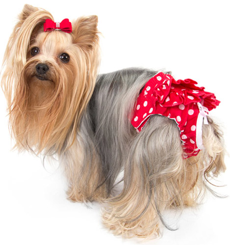 how are dogs when they go into heat facts 76 facts about dogs factslides how are dogs when they go into heat facts 76 facts about dogs factslides