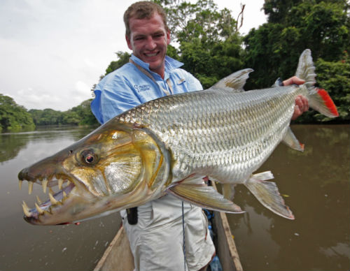 The goliath tigerfish is a fish that eats small crocodiles. Random Facts you didn t know FACTSlides