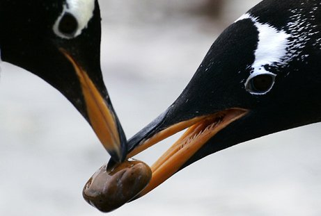 penguin facts 29 facts about penguins factslides